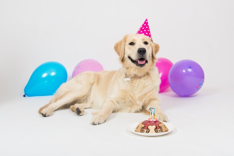 dog's birthday