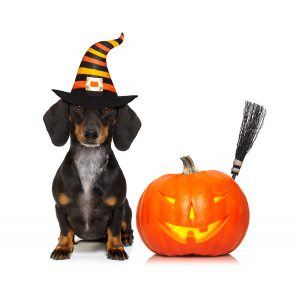 Halloween for dogs
