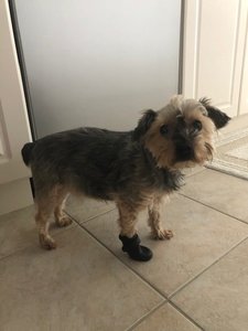 Dog Boots Rocky