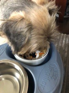 NutriCanineGentlyCookedRocky